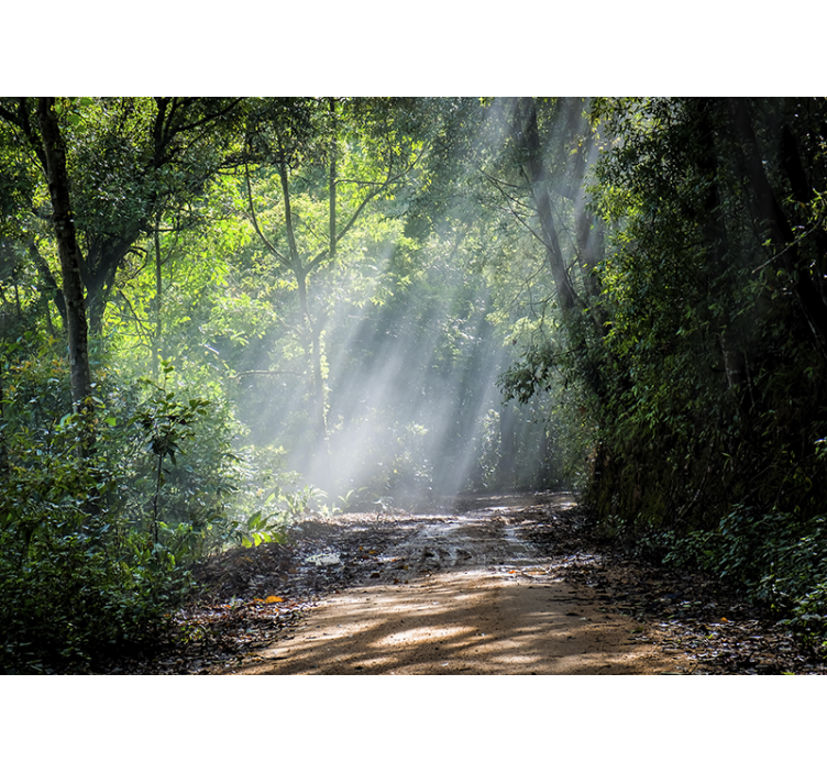 φως με ήλιο δάσος τοίχο τοιχογραφία - TenStickers