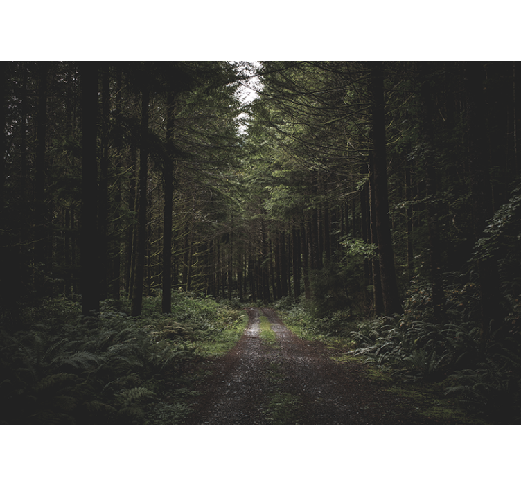 Φωτοταπετσαρία φύσης Πράσινο Δασικό Μονοπάτι - TenStickers