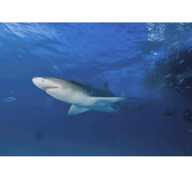 Ζωικά τοιχογραφίες Εξερεύνηση Μεγαλοπρεπούς Καρχαρία - TenStickers