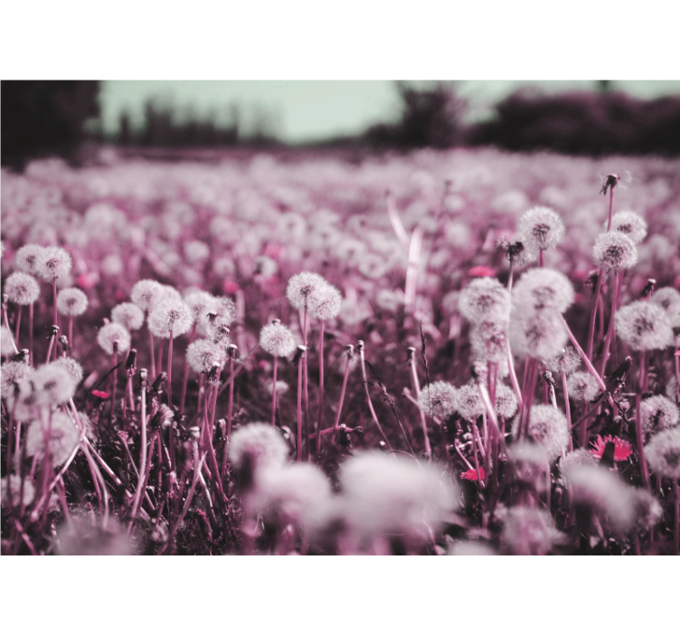 Φωτοταπετσαρία από αγριοκαρδαμούς μωβ σκηνή πεδίου - TenStickers