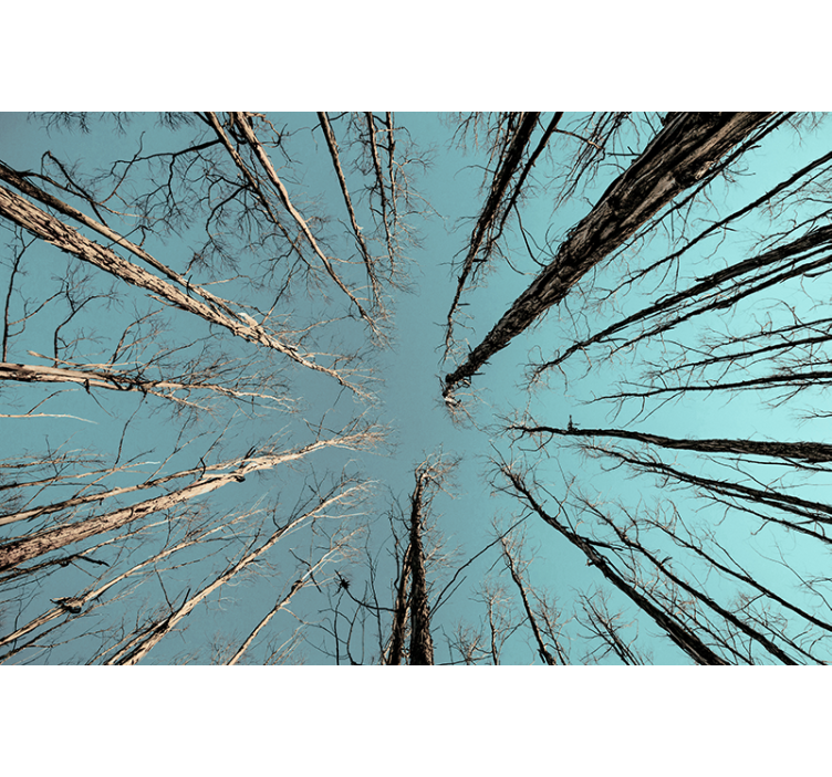 κλαδιά δέντρων με τοιχογραφία τοίχου ουρανού φύσης - TenStickers