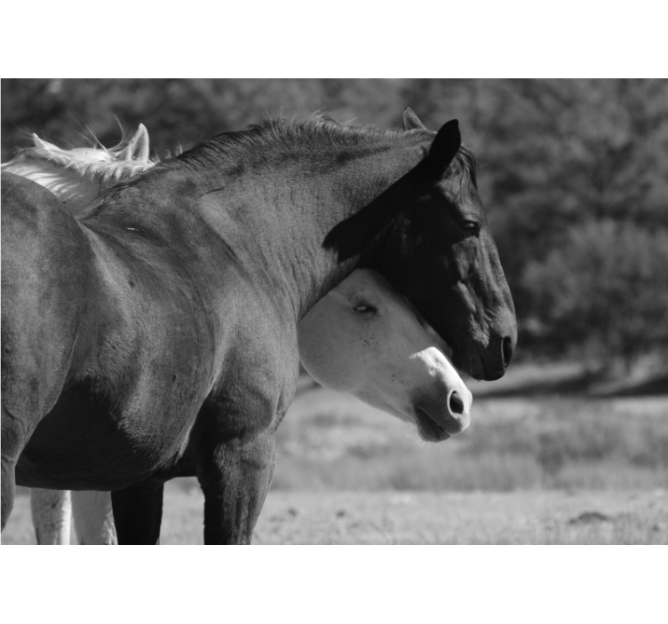 Ζωικά τοιχογραφίες Φιλία με άλογα - TenStickers