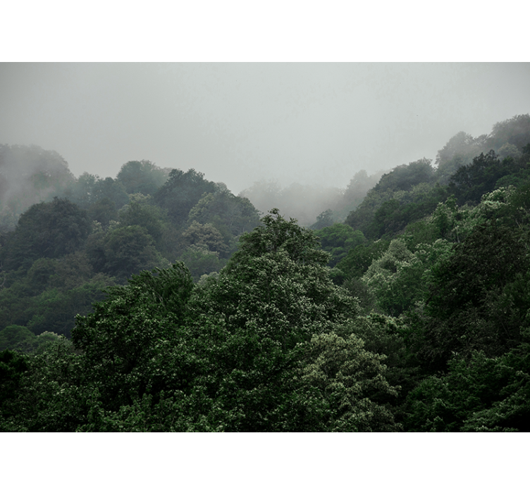 Φωτοταπετσαρία δάσους ομιχλώδες τοπίο - TenStickers