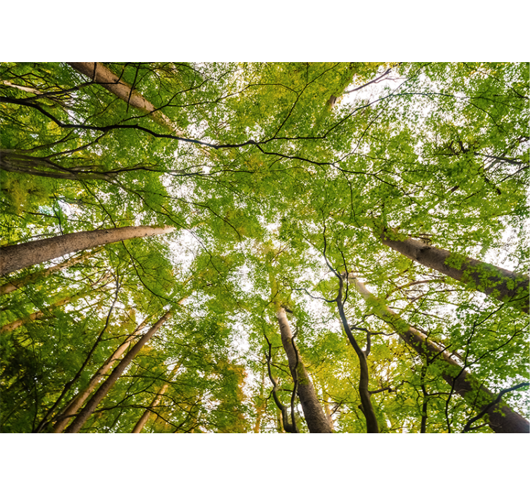 Φωτοταπετσαρία δάσους καταπράσινο κουβούκλιο - TenStickers