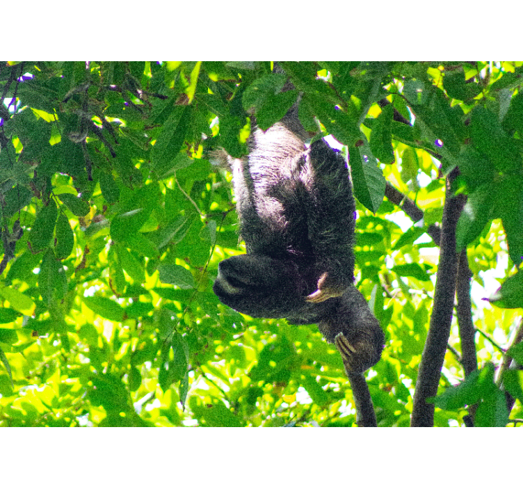 αξιολάτρευτη κρεμαστή sloth αφρικανική τοιχογραφία - TenStickers
