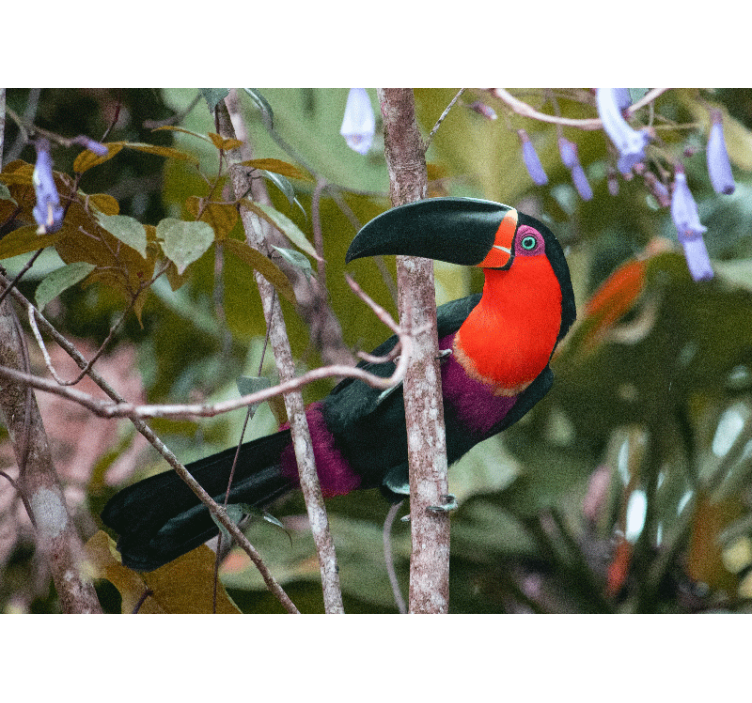 Ζωικά τοιχογραφίες Πολύχρωμος Τούκαν σε Έκθεση - TenStickers