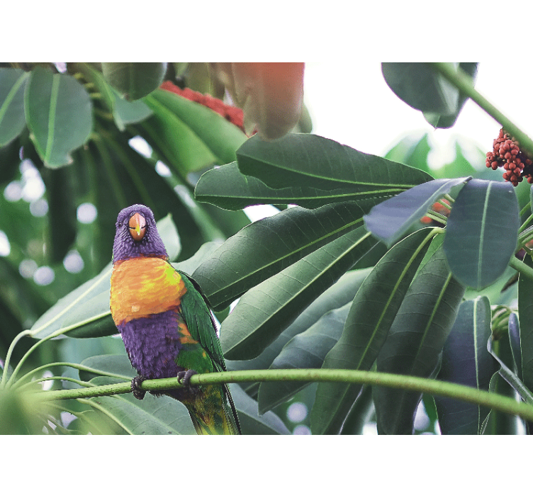 Ζωικά τοιχογραφίες Πολύχρωρος Παπαγάλος Καθιστός - TenStickers