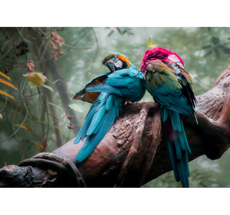 Ζωικά τοιχογραφίες Χρωματιστά Παπαγαλάκια Αγκαλιάζουν - TenStickers