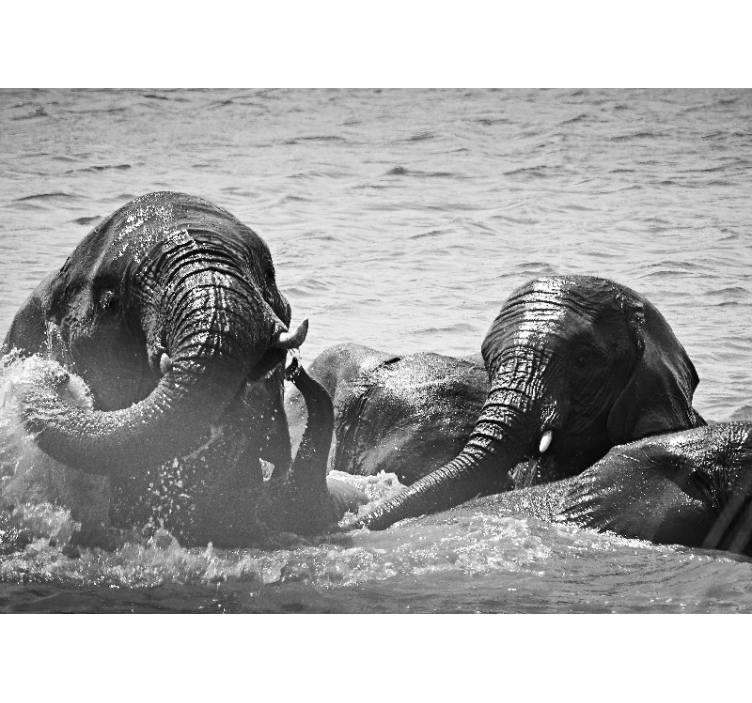 Ζωικά τοιχογραφίες Ελέφαντες σε Υγρή Κατάσταση - TenStickers