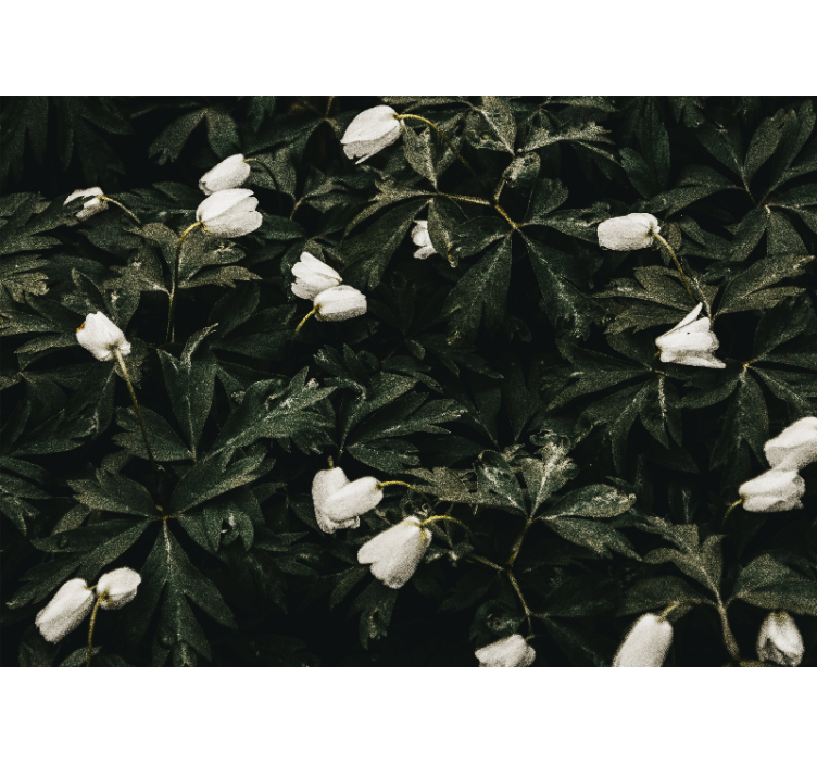 Φωτοταπετσαρία με λουλούδια ήπια λευκά άνθη - TenStickers