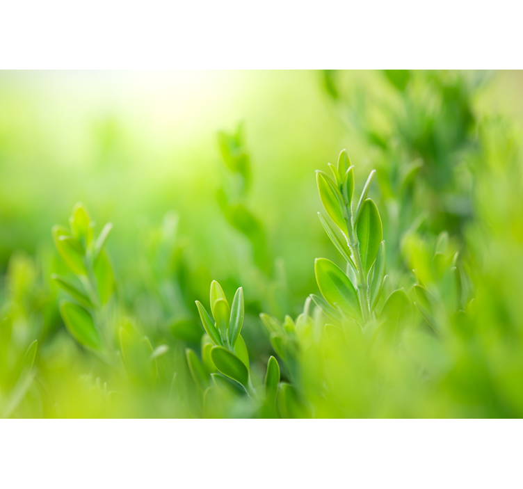 Φωτοταπετσαρία φύσης Πλούσια Πράσινη Φυλλωσιά - TenStickers