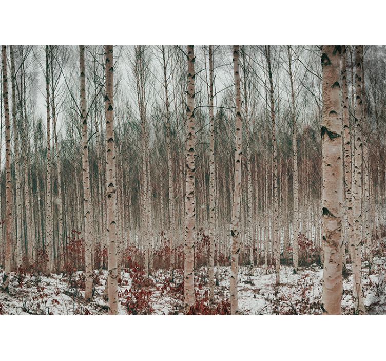 σημύδα γκρι δέντρα δάσος τοιχογραφία - TenStickers