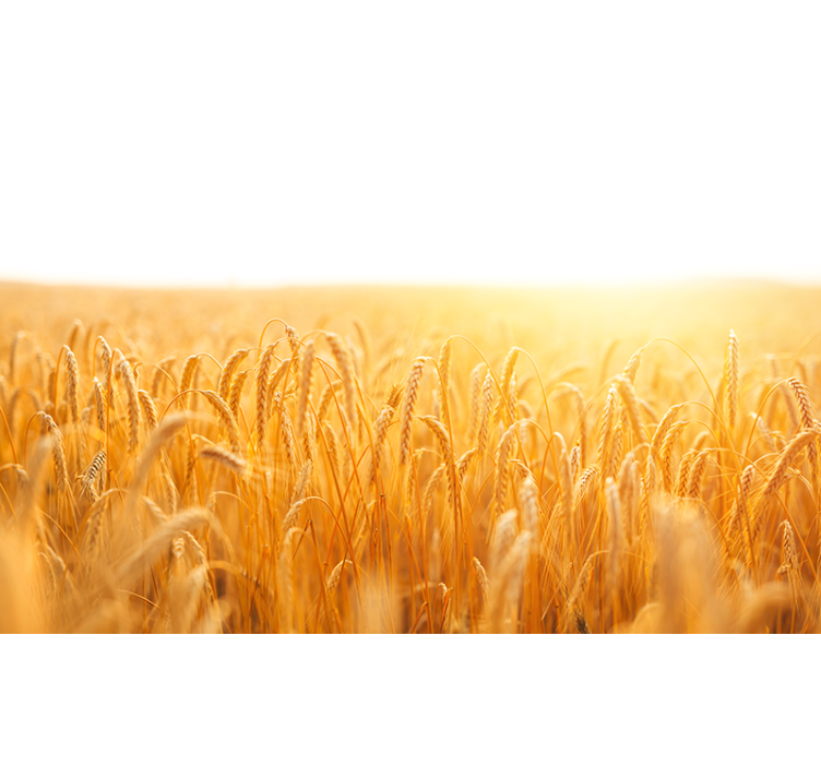 Φωτοταπετσαρία φύσης Χρυσό Σιτάρι meadow - TenStickers