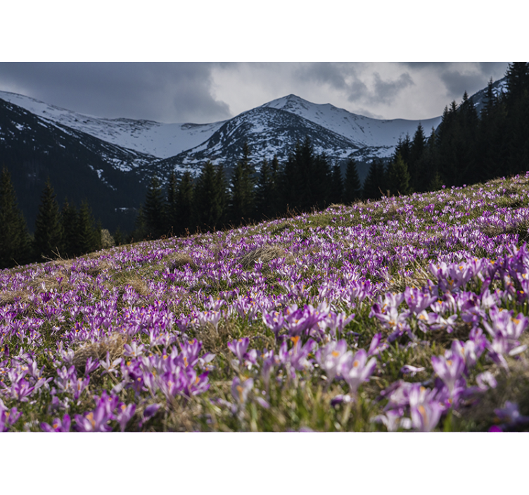 Φωτοταπετσαρία με λουλούδια από το πεδίο κρόκου - TenStickers