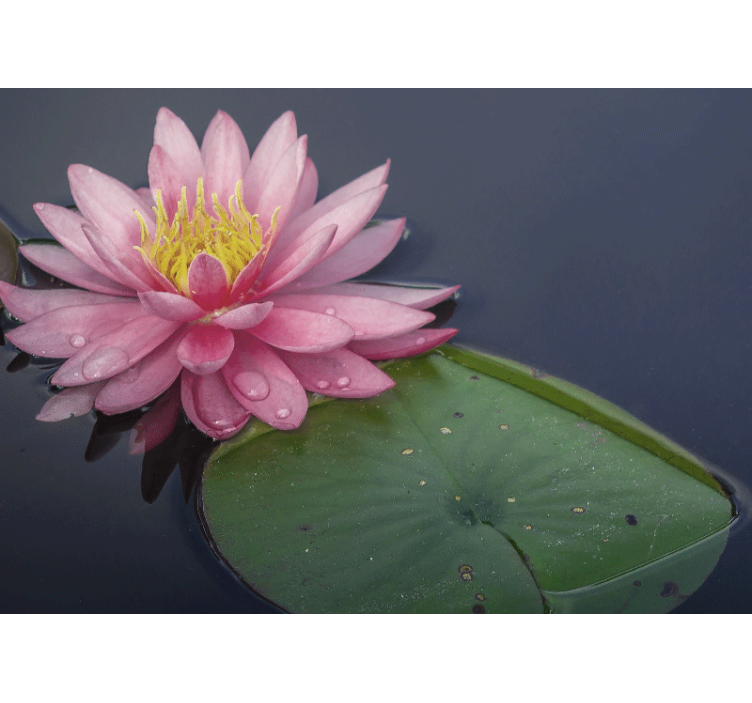 κομψό ροζ λουλούδι nuphar τοιχογραφία τοίχου - TenStickers