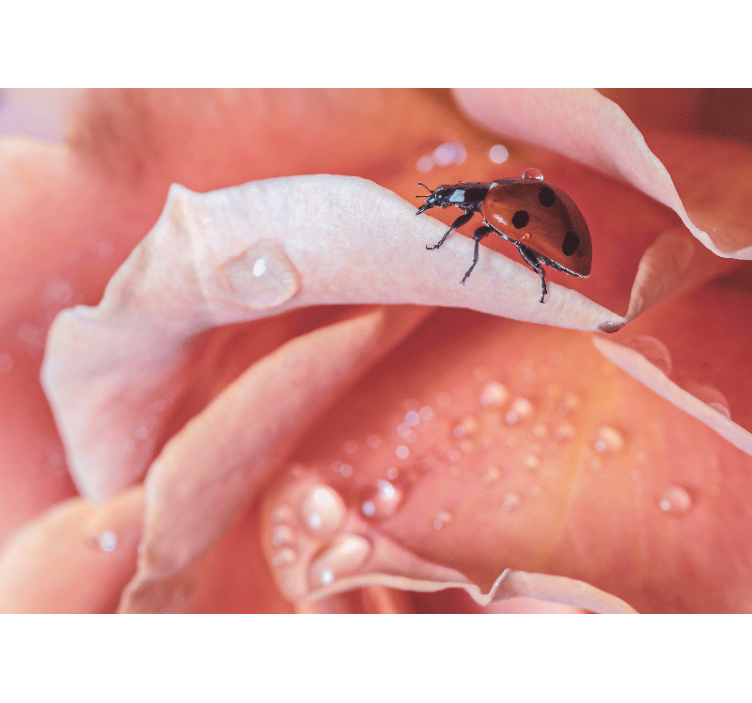 κομψό στυλ ροζ λουλούδι τοιχογραφία πασχαλίτσας - TenStickers