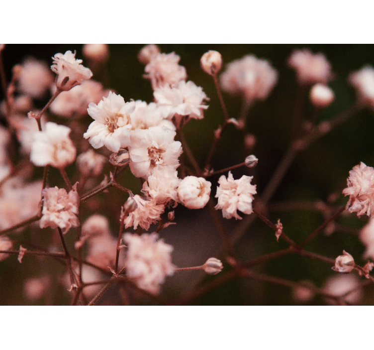 Φωτοταπετσαρία με λουλούδια Λεπτά Ανθισμένα Λουλούδια - TenStickers