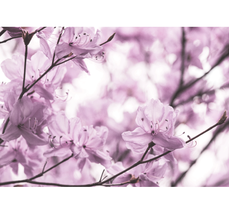 κομψή γυναικεία τοιχογραφία λουλουδιών αζαλέας - TenStickers