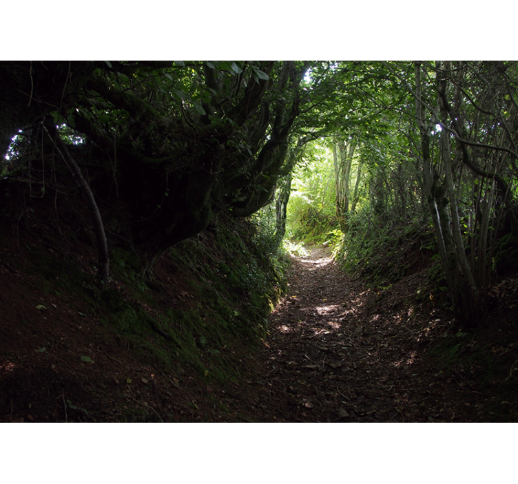 δασική σήραγγα φύση δέντρο τοιχογραφία - TenStickers