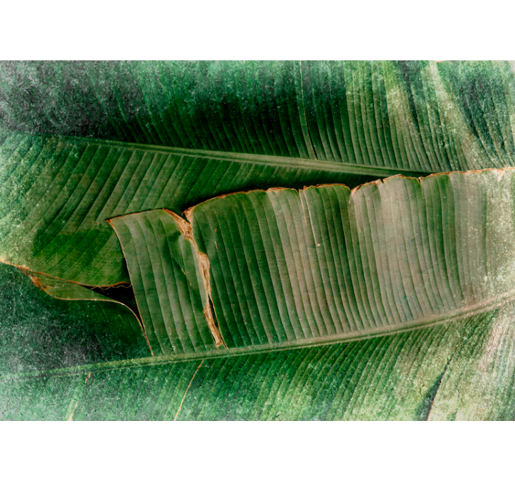 Πράσινα φύλλα μπανάνας μοτίβο τοιχογραφία της φύσης - TenStickers