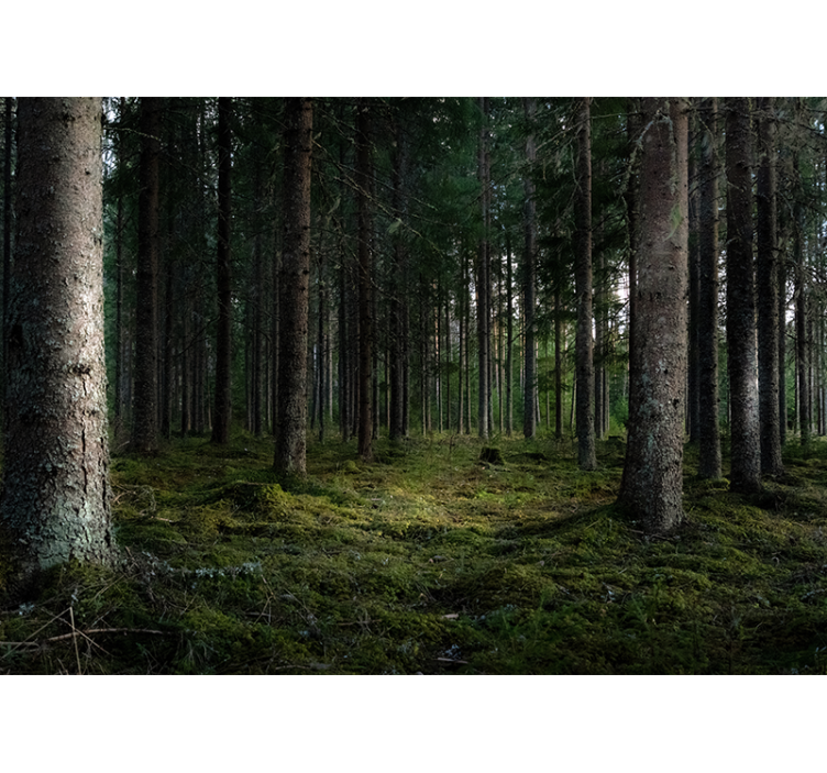 Φωτοταπετσαρία δάσους γαλήνιο τοπίο - TenStickers