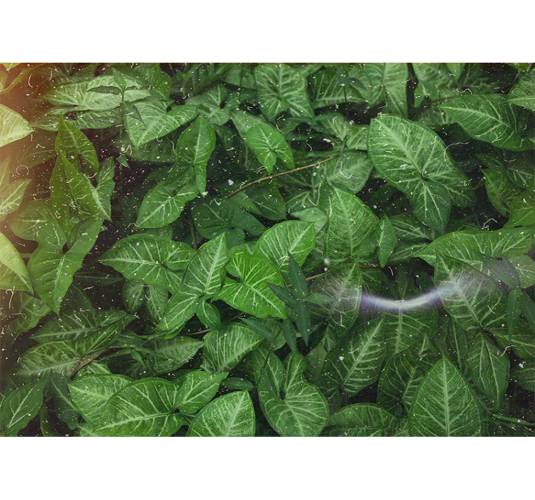 Φωτοταπετσαρία φύσης Ζωντανή Σύνθεση Φύλλων - TenStickers