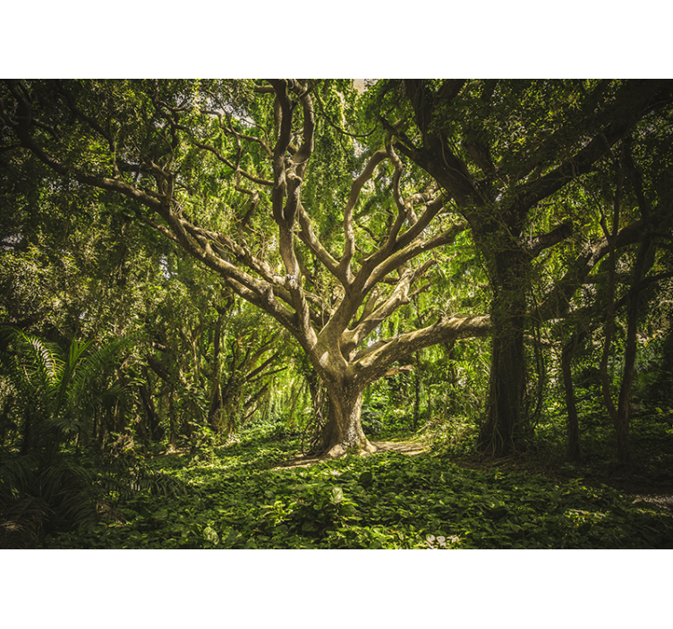 πράσινο μαγεμένο δάσος φύση τοίχο τοιχογραφία - TenStickers