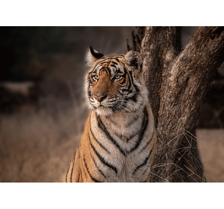 τίγρης ξαπλωμένη στον τοίχο του δέντρου - TenStickers