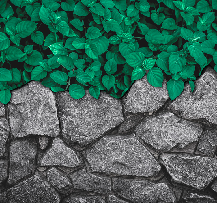 Φωτοταπετσαρία φύσης πλούσια πρασινάδα αντίθεση - TenStickers