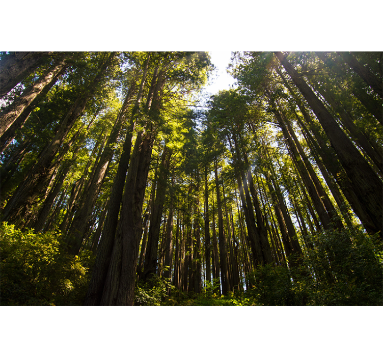 Τοίχωμα με φωτογραφία δάσους ψηλά δέντρα - TenStickers