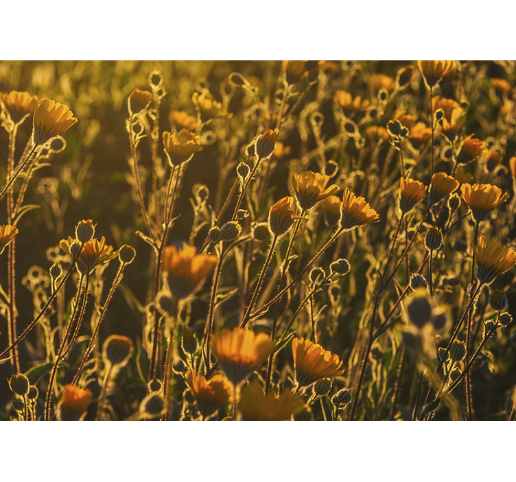 ζεστή τοιχογραφία φύσης λουλουδιών παπαρούνας - TenStickers