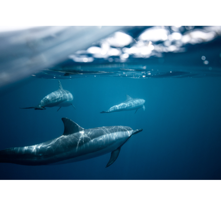 δελφίνια κολύμπι τρισδιάστατη τοιχογραφία - TenStickers