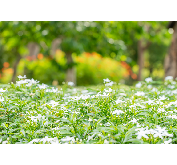 Φωτοταπετσαρία με λουλούδια Πλούσια Λευκά Άνθη - TenStickers