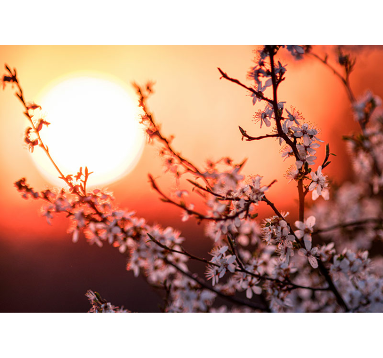 βερίκοκο ανθίζει με τοιχογραφία ηλιοβασιλέματος - TenStickers