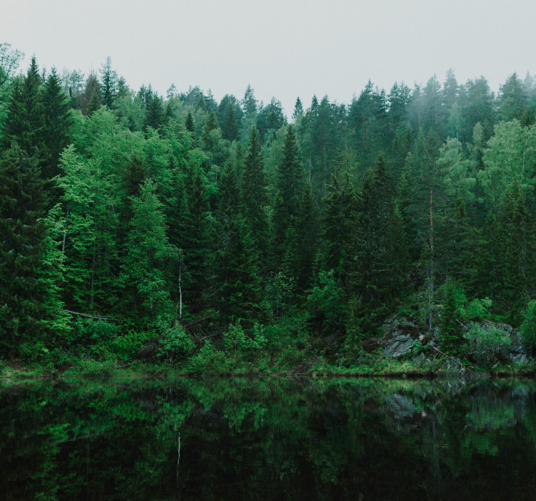 Φωτοταπετσαρία δέντρα Βαθιά δάση - TenStickers
