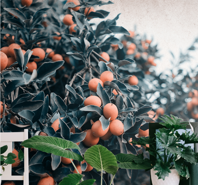 Φωτοταπετσαρία με λουλούδια κλαδί εσπεριδοειδών - TenStickers