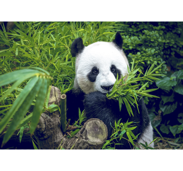μπαμπού τοιχογραφία panda σε μια σκιά - TenStickers