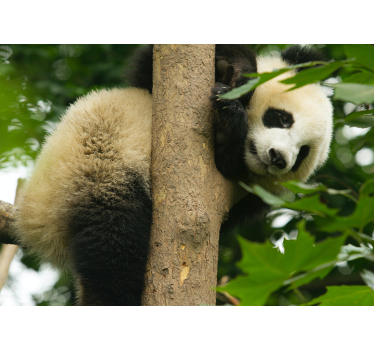 Panda κρέμεται από μια ταπετσαρία τοιχογραφία δέντρου - TenStickers
