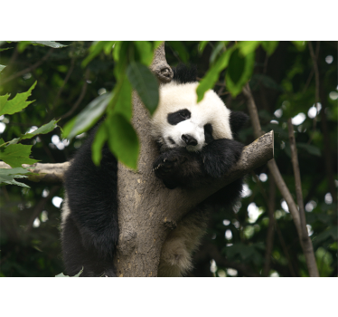 ταπετσαρία τοιχογραφίας χαριτωμένο μωρό panda αρκούδες - TenStickers