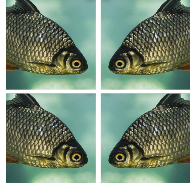 Σουβέρ τέρας με ρεαλιστική εικόνα ψαριών - TenStickers