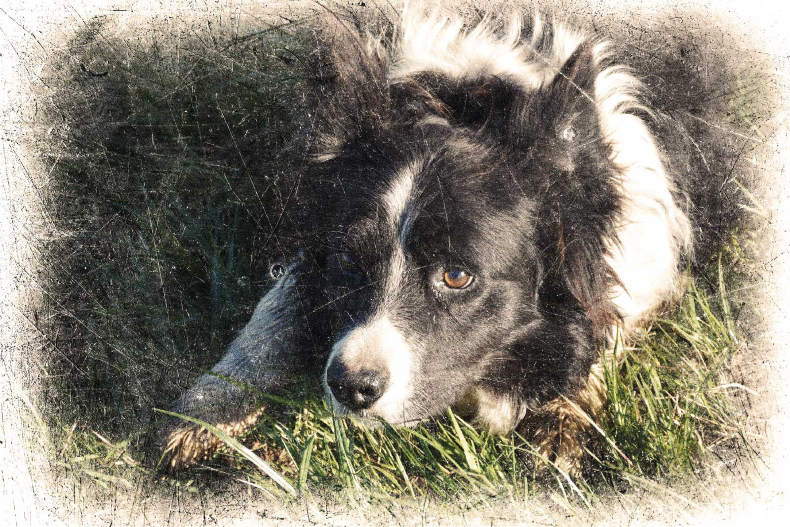 Aφίσα ζώων προσαρμοσμένο vintage αποτέλεσμα - TenStickers