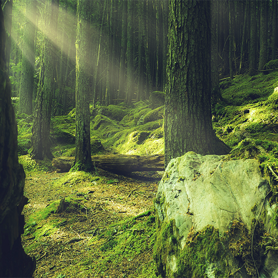 Αφίσα για το σαλόνι Βράχοι με βρύα στο δάσος - TenStickers