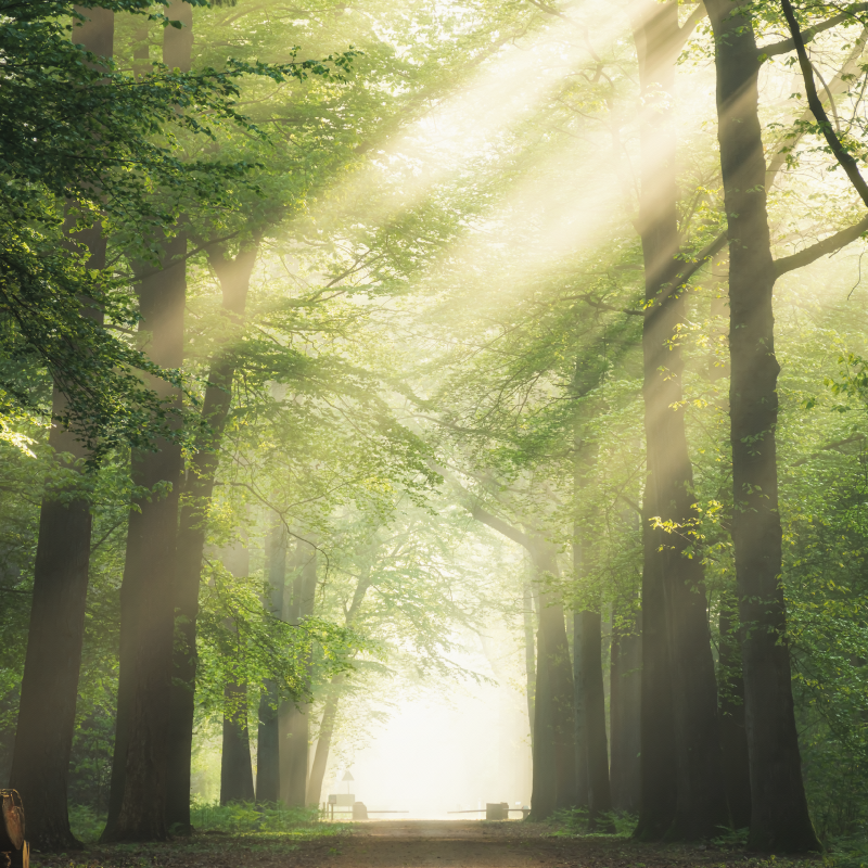 Αφίσα για το σαλόνι Πράσινο δάσος με τον ήλιο - TenStickers