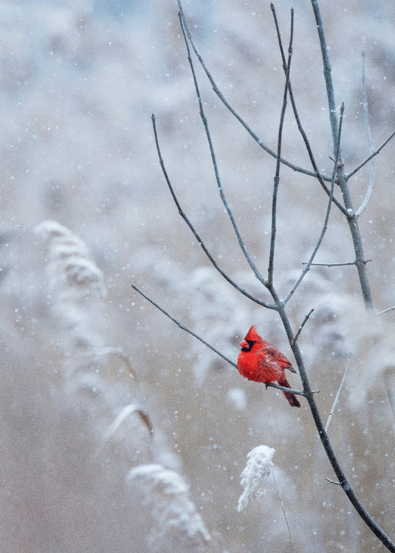 χριστουγεννιάτικο πουλί εκτύπωση αφίσας - TenStickers