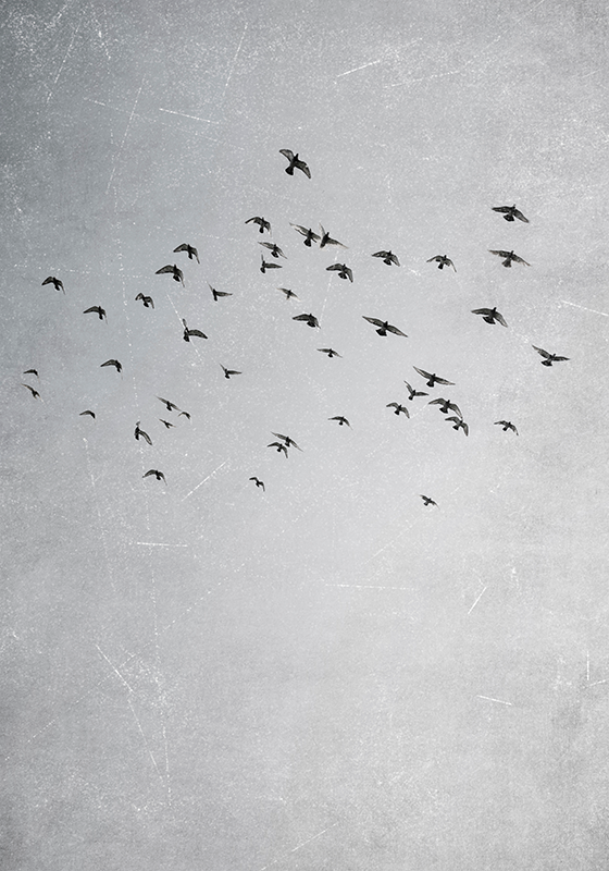 Aφίσα ζώων πουλιά που πετούν - TenStickers