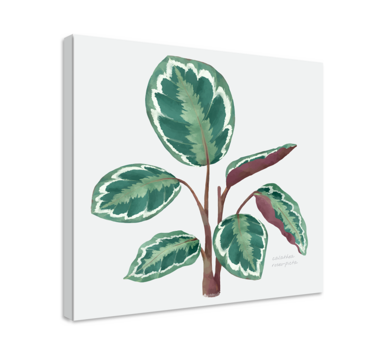 εκτυπώσεις καμβά φυτών calathea - TenStickers