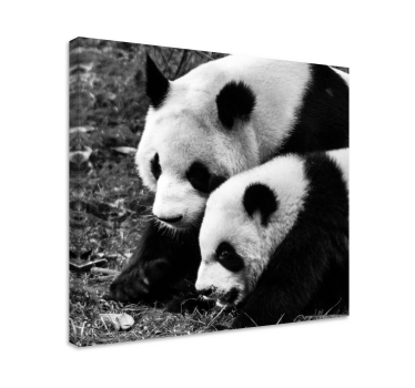 μητέρα και μωρό panda ζωικό καμβά - TenStickers