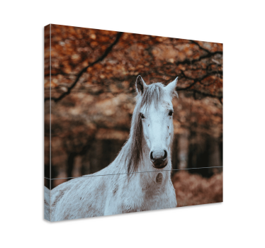 εικόνες φθινοπώρου bokeh πλαισιωμένες εικόνες αλόγων - TenStickers