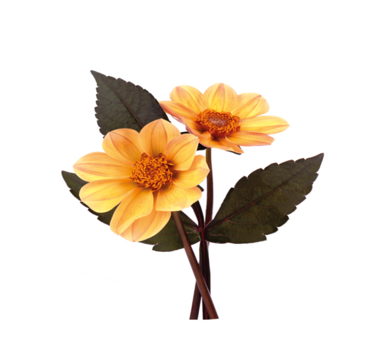 xαλί βινυλίου με λουλούδια διαρρύθμιση με ζωηρά άνθη - TenStickers