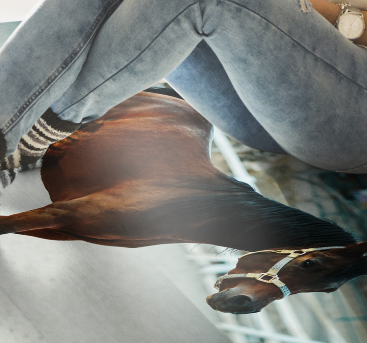 χαλί από βινυλίου καφέ άλογο - TenStickers